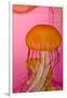 Shedd Aquarium, Jellyfish, NE Pacific Sea Nettle Marine Life, Chicago, Illinois-Cindy Miller Hopkins-Framed Photographic Print