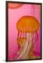 Shedd Aquarium, Jellyfish, NE Pacific Sea Nettle Marine Life, Chicago, Illinois-Cindy Miller Hopkins-Framed Photographic Print