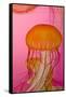 Shedd Aquarium, Jellyfish, NE Pacific Sea Nettle Marine Life, Chicago, Illinois-Cindy Miller Hopkins-Framed Stretched Canvas