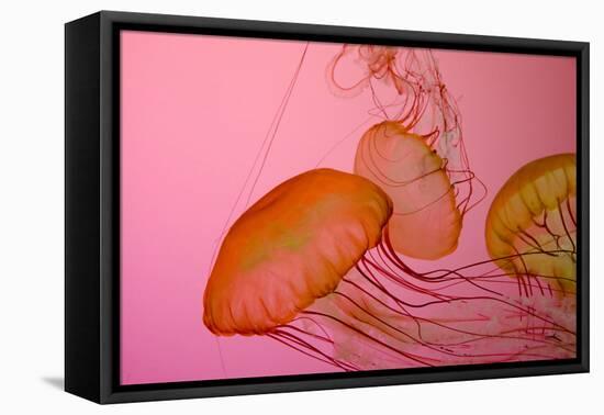 Shedd Aquarium, Jellyfish, NE Pacific Sea Nettle Marine Life, Chicago, Illinois-Cindy Miller Hopkins-Framed Stretched Canvas