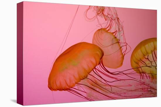 Shedd Aquarium, Jellyfish, NE Pacific Sea Nettle Marine Life, Chicago, Illinois-Cindy Miller Hopkins-Stretched Canvas