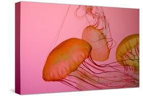 Shedd Aquarium, Jellyfish, NE Pacific Sea Nettle Marine Life, Chicago, Illinois-Cindy Miller Hopkins-Stretched Canvas