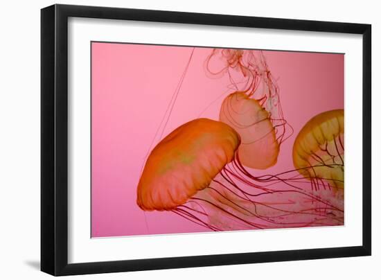 Shedd Aquarium, Jellyfish, NE Pacific Sea Nettle Marine Life, Chicago, Illinois-Cindy Miller Hopkins-Framed Photographic Print