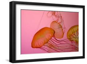 Shedd Aquarium, Jellyfish, NE Pacific Sea Nettle Marine Life, Chicago, Illinois-Cindy Miller Hopkins-Framed Photographic Print