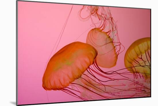 Shedd Aquarium, Jellyfish, NE Pacific Sea Nettle Marine Life, Chicago, Illinois-Cindy Miller Hopkins-Mounted Photographic Print