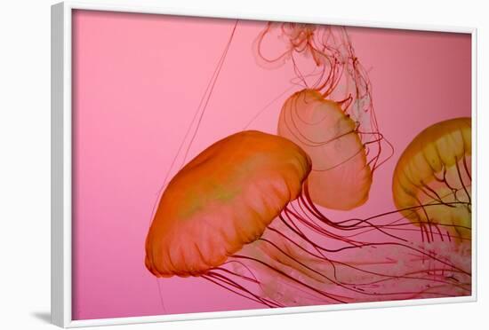 Shedd Aquarium, Jellyfish, NE Pacific Sea Nettle Marine Life, Chicago, Illinois-Cindy Miller Hopkins-Framed Photographic Print