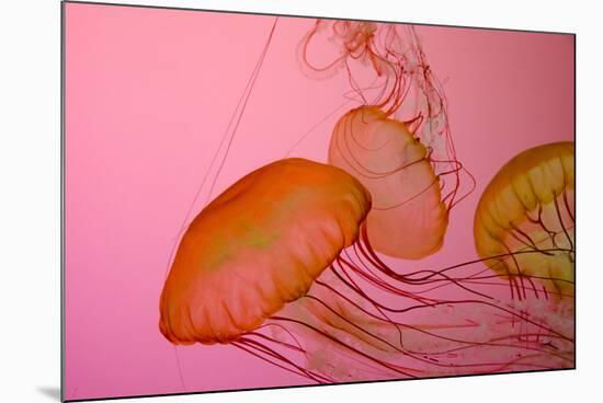 Shedd Aquarium, Jellyfish, NE Pacific Sea Nettle Marine Life, Chicago, Illinois-Cindy Miller Hopkins-Mounted Photographic Print