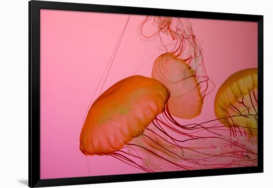 Shedd Aquarium, Jellyfish, NE Pacific Sea Nettle Marine Life, Chicago, Illinois-Cindy Miller Hopkins-Framed Photographic Print