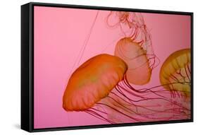 Shedd Aquarium, Jellyfish, NE Pacific Sea Nettle Marine Life, Chicago, Illinois-Cindy Miller Hopkins-Framed Stretched Canvas