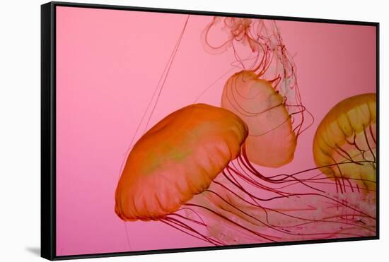 Shedd Aquarium, Jellyfish, NE Pacific Sea Nettle Marine Life, Chicago, Illinois-Cindy Miller Hopkins-Framed Stretched Canvas