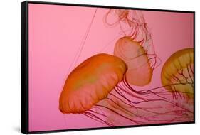 Shedd Aquarium, Jellyfish, NE Pacific Sea Nettle Marine Life, Chicago, Illinois-Cindy Miller Hopkins-Framed Stretched Canvas