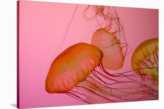 Shedd Aquarium, Jellyfish, NE Pacific Sea Nettle Marine Life, Chicago, Illinois-Cindy Miller Hopkins-Stretched Canvas