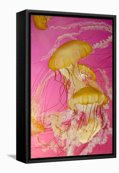 Shedd Aquarium, Jellyfish, NE Pacific Sea Nettle Marine Life, Chicago, Illinois-Cindy Miller Hopkins-Framed Stretched Canvas