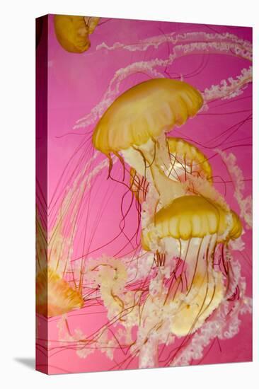 Shedd Aquarium, Jellyfish, NE Pacific Sea Nettle Marine Life, Chicago, Illinois-Cindy Miller Hopkins-Stretched Canvas