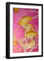 Shedd Aquarium, Jellyfish, NE Pacific Sea Nettle Marine Life, Chicago, Illinois-Cindy Miller Hopkins-Framed Premium Photographic Print