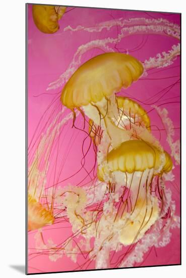 Shedd Aquarium, Jellyfish, NE Pacific Sea Nettle Marine Life, Chicago, Illinois-Cindy Miller Hopkins-Mounted Photographic Print