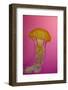 Shedd Aquarium, Jellyfish, NE Pacific Sea Nettle Marine Life, Chicago, Illinois-Cindy Miller Hopkins-Framed Photographic Print