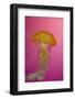 Shedd Aquarium, Jellyfish, NE Pacific Sea Nettle Marine Life, Chicago, Illinois-Cindy Miller Hopkins-Framed Photographic Print