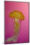 Shedd Aquarium, Jellyfish, NE Pacific Sea Nettle Marine Life, Chicago, Illinois-Cindy Miller Hopkins-Mounted Photographic Print