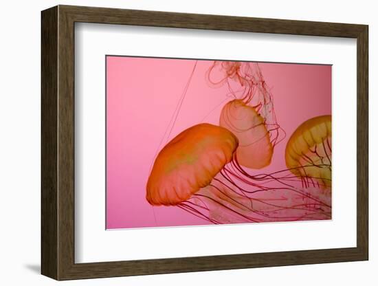 Shedd Aquarium, Jellyfish, NE Pacific Sea Nettle Marine Life, Chicago, Illinois-Cindy Miller Hopkins-Framed Photographic Print