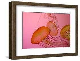 Shedd Aquarium, Jellyfish, NE Pacific Sea Nettle Marine Life, Chicago, Illinois-Cindy Miller Hopkins-Framed Photographic Print