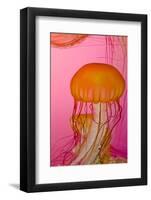 Shedd Aquarium, Jellyfish, NE Pacific Sea Nettle Marine Life, Chicago, Illinois-Cindy Miller Hopkins-Framed Photographic Print