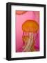 Shedd Aquarium, Jellyfish, NE Pacific Sea Nettle Marine Life, Chicago, Illinois-Cindy Miller Hopkins-Framed Photographic Print