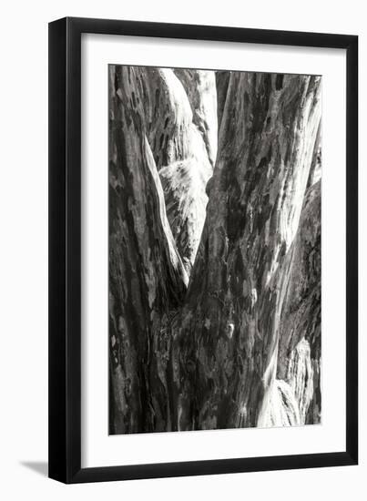 Shedded Bark I-Alan Hausenflock-Framed Premium Photographic Print