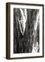 Shedded Bark I-Alan Hausenflock-Framed Photographic Print