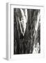 Shedded Bark I-Alan Hausenflock-Framed Photographic Print
