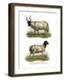 Sheep, 1860-null-Framed Giclee Print