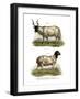 Sheep, 1860-null-Framed Giclee Print