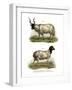 Sheep, 1860-null-Framed Giclee Print