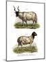Sheep, 1860-null-Mounted Giclee Print