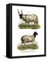 Sheep, 1860-null-Framed Stretched Canvas