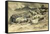 Sheep, 1868 (W/C on Paper)-Rosa Bonheur-Framed Stretched Canvas