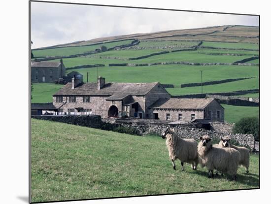 Sheep and Farm, Fox Up, Yorkshire, England, United Kingdom-Adam Woolfitt-Mounted Photographic Print