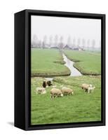 Sheep and Farms on Reclaimed Polder Lands Around Amsterdam, Holland-Walter Rawlings-Framed Stretched Canvas