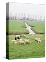 Sheep and Farms on Reclaimed Polder Lands Around Amsterdam, Holland-Walter Rawlings-Stretched Canvas