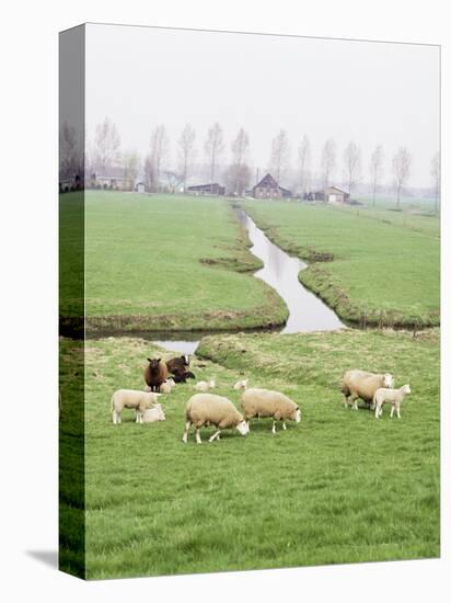 Sheep and Farms on Reclaimed Polder Lands Around Amsterdam, Holland-Walter Rawlings-Stretched Canvas