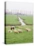 Sheep and Farms on Reclaimed Polder Lands Around Amsterdam, Holland-Walter Rawlings-Stretched Canvas