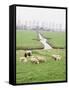 Sheep and Farms on Reclaimed Polder Lands Around Amsterdam, Holland-Walter Rawlings-Framed Stretched Canvas