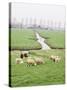 Sheep and Farms on Reclaimed Polder Lands Around Amsterdam, Holland-Walter Rawlings-Stretched Canvas
