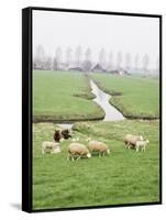 Sheep and Farms on Reclaimed Polder Lands Around Amsterdam, Holland-Walter Rawlings-Framed Stretched Canvas