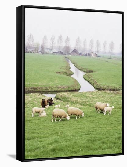 Sheep and Farms on Reclaimed Polder Lands Around Amsterdam, Holland-Walter Rawlings-Framed Stretched Canvas