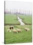 Sheep and Farms on Reclaimed Polder Lands Around Amsterdam, Holland-Walter Rawlings-Stretched Canvas