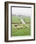 Sheep and Farms on Reclaimed Polder Lands Around Amsterdam, Holland-Walter Rawlings-Framed Photographic Print