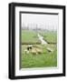 Sheep and Farms on Reclaimed Polder Lands Around Amsterdam, Holland-Walter Rawlings-Framed Photographic Print