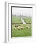 Sheep and Farms on Reclaimed Polder Lands Around Amsterdam, Holland-Walter Rawlings-Framed Photographic Print