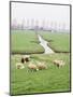 Sheep and Farms on Reclaimed Polder Lands Around Amsterdam, Holland-Walter Rawlings-Mounted Photographic Print